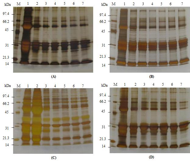 (A), dairy cattle; (B), hanwoo; (C), pocine; (D), goat. Fig. 2. Acrylamide gel electrophoretic patterns of colostrum in mammalian species during 7 days after parturition by silver staining.