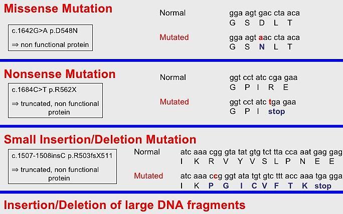 7.4 돌연변이가말해주는유전자의기능 DNA 의변화가단백질에영향을주는돌연변이의형태 단백질의아미노산형태를변화시 켜유전자의기능에영향