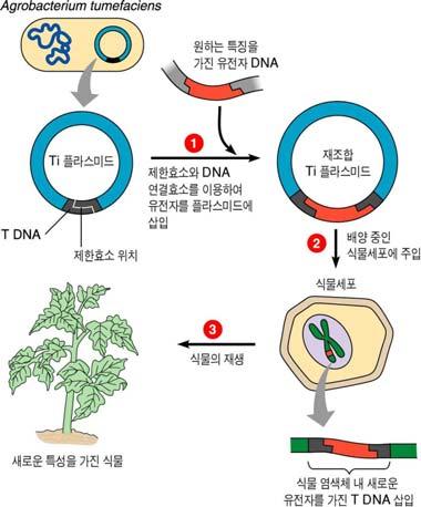 Ch14-13 Transgenic Plant Why plant biotechnology? 생산성향상, 기능성다수확품종개발필요성유용물질생산공장으로서의식물의유용성 [ 확인문제 ] 1. 박테리오파지를통하여세균사이에서유전자의조합이바뀌는것을무엇이라하는가?