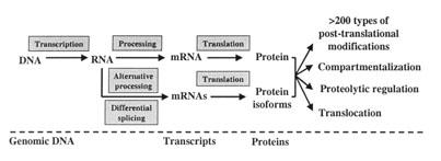 Genome - 한개체의 Gene 전체 Proteome - 개체의전체 Proteins Gene-Genome RNA-Transcriptome Protein-Proteome Metabolite-Metaboliome Ch16-1 구조유전체학 Impact of the Human Genome Project Complete DNA sequence on each