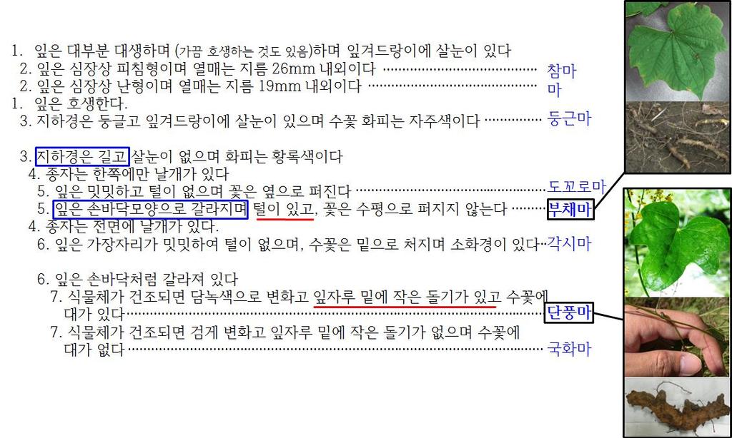 韓藥情報硏究會誌 (Korean Herb. Med. Inf.) 2014;2(1):7-14. pissn 2288-5161 / eissn 2288-5293 국내에자생하는마과식물의형태학적검색표는그림 4와같다 12). 부채마와단풍마의경우, 문헌상의식물학적감별키외에약용부위에서실제적인감별점으로서뿌리줄기의껍질 ( 주피 ) 의차이를들수있다.