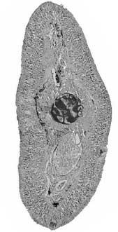 38 박인석 김치홍 ar ml nf bm bv tb 200 µm Fig. 1. Cross section of the upper part of mandibular barbel in Far Eastern catfish (left si) and slenr catfish (right si).