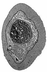 메기과어류상악수염의조직 39 ar nf 100 µm Fig. 2. Cross section of the lower part near to flapped base of mandibular barbel in Far Eastern catfish (left si) and slenr catfish (right si). For abbreviations see Fig.