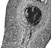 메기과어류상악수염의조직 41 a tb mc b ar nf 50 µm 50 µm c bv d tb 50 µm 10 µm Fig. 4. A part of a cross section of the upper part of mandibular barbel in slenr catfish.