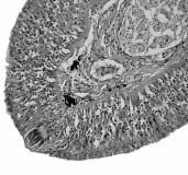 vessel (bv), Epirmis (), Pigment cell () and Taste bud (tb); d: Club cell () and Dermis ().