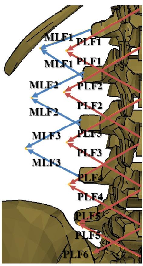 한국정밀공학회지제 34 권제 11 호 November 2017 / 825 Fig. 2 Simplified thoracolumbar fascia model Table 1 Assumed fascial tension force (N) Posture TLF level Erect FLX40 MLF1 0.32 2.11 MLF2 0.33 2.23 MLF3 0.45 3.