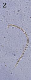 larva, 600 µm