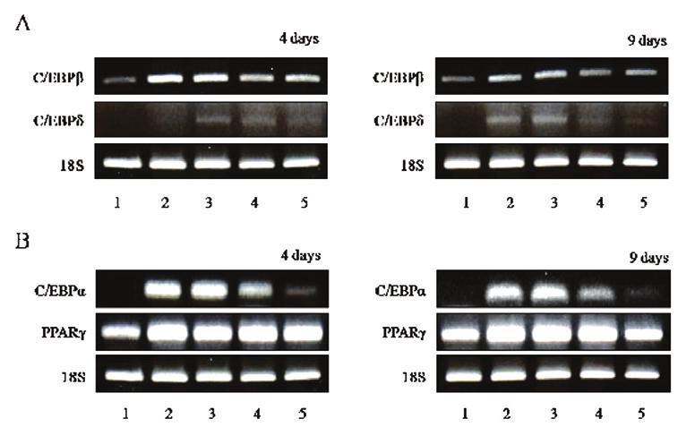 20 12 2 2009 6 Figure 3. Effect of GL on mrna levels of C/EBP and C/EBP (A), and C/EBP and PPAR (B) in 3T3- L1 adipocytes.