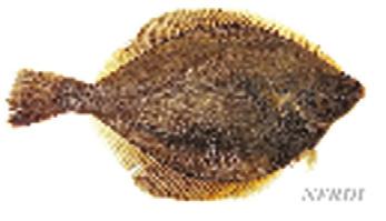 KMI 현안분석 가자미류중에서도국내로수입되는어종은각시가자미 (Yellowfin sole), 까지가자미 (Rock sole) 가주종을이루고있으며, 주로원형동결품 (Whole Round) 과처리동결품 (H/G, dress) 의형태임 - 수입되는미국산냉동가자미류 (HSK 0303-39-0000) 는각시가자미 (Yellowfin sole), 까지가자미 (Rock