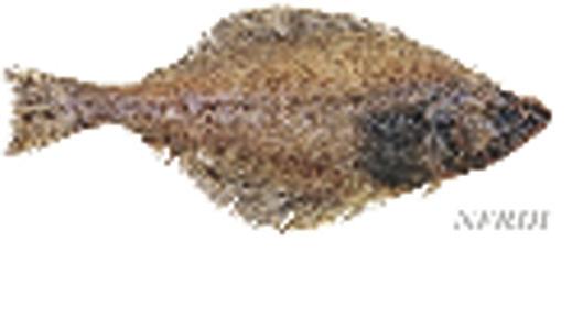 미국산가자미류의종류및어종특성 > 구분사진어종특성 각시가자미 (Yellowfin sole) - 분포 : 북태평양 ( 한국, 일본북부에서오호츠크해, 베링해, 알래스카만 ) - 성장 : 최대체장 50cm 까지성장하나일반적인크기는 35cm 정도임 - 체색 : 눈이있는쪽은전체적으로갈색바탕에군데군데황갈색의무늬가나타나고,