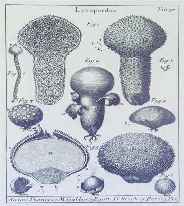 누룩곰팡이 (Aspergillus) 와버섯의포자 (spore)