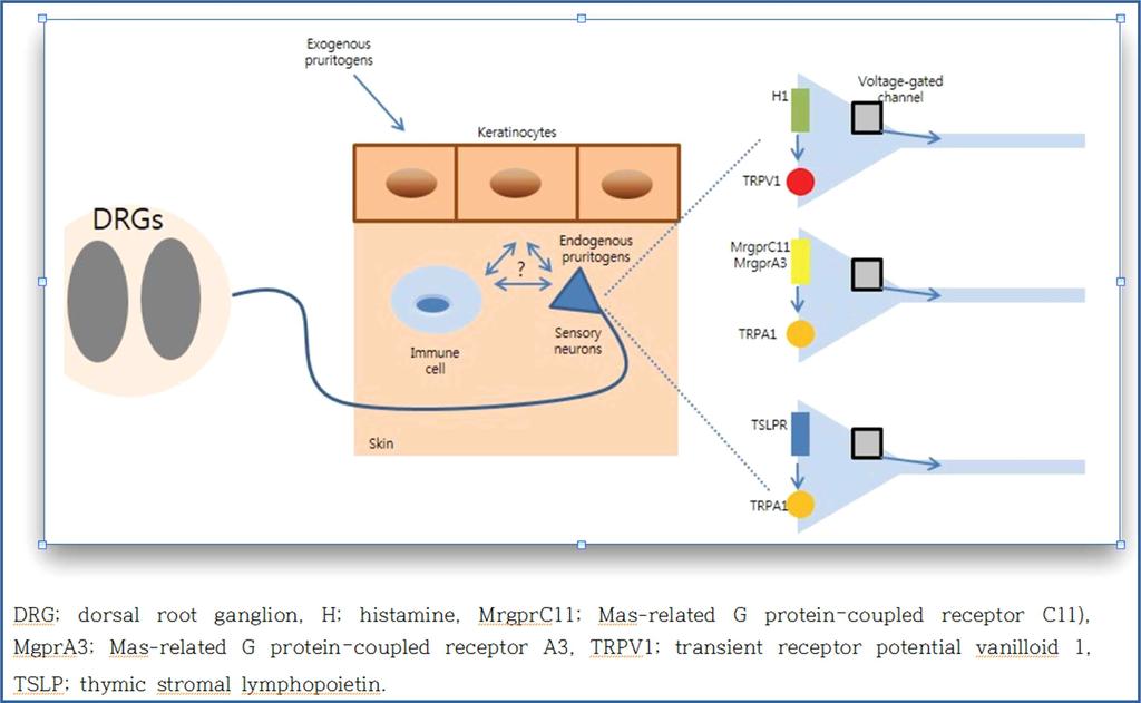 CGRP(calcitonin gene-related peptide), IL-31 수용체, 말초 mu (μ)- and kappa(κ)-opioid