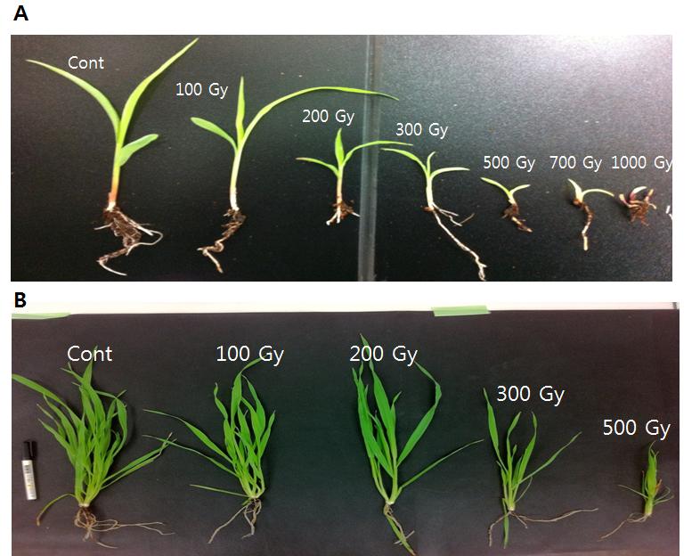 감마선 조사가 귀리(Avena sativa)의 감수성에 미치는 영향 Fig. 2. Profile of oat seedlings. A: 1 week after gamma-ray treatments, B: 4 weeks after gamma-ray treatments. Fig. 3.