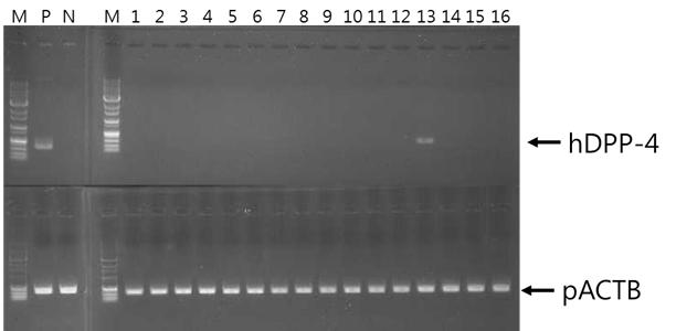 배양은 M106(ThermoFisher, USA), 10% ES FBS (ThermoFisher, USA), 1X Anti-Anti(ThermoFisher, USA), 0.5X LSGS( ThermoFisher, USA) 을포함하는배지를이용하였고계대배양은 90% confluent 할때실시하였다. 2.