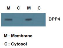 4) 최종적으로 3두가분만하여수정란이식자돈 16두 (F0) 를생산하였다. 다. hddp-4 antibody 를이용한귀세포로부터분리배양된계대배양세포에서세포막부분과세포질부분으로나누어발현양상을확인한결과세포막에서 hdpp-4의강한발현이나타나고있는반면, 세포질에서는발현양상을확인할수없었다 (Fig. 5)