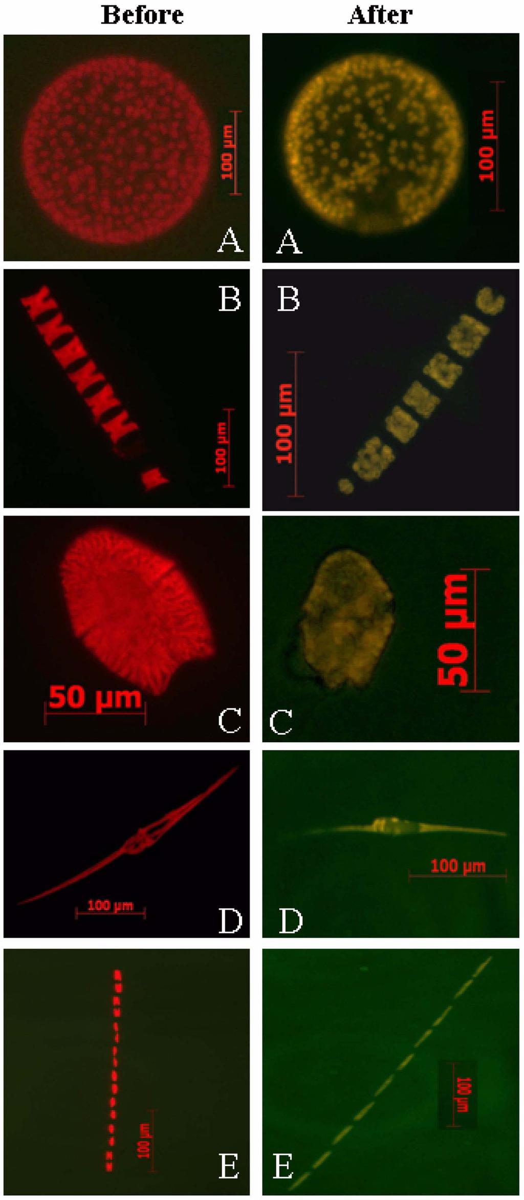 k Š vp r m 133 Fig. 3. Abundance of living Artemia before and after being passed through the electrochemical disinfection system. Fig. 2.