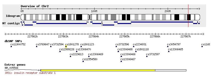 Chr 2 : IRS1 2q36.3 r 2 = 0.043 Caucasian Chinese Japanese Af-American KR-DNAlink rs1801278 G A 0.94 0.06 0.98 0.