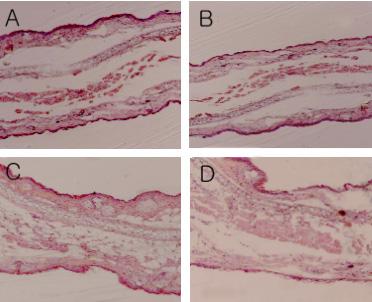 Journal of Life Science 2015, Vol. 25. No. 10 1113 Fig. 3. Time profiles on the cell growth and GABA production of Lb. brevis AR1 in culture media containing F. esculentum or S. japonica with 4% MSG.