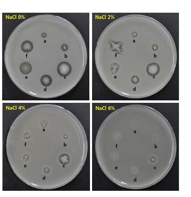 Fig. 3-4. Effect of NaCl on the growth and protease activity of isolates from Ojingeo-jeotgal.
