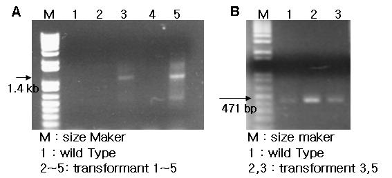 ( 그림 3-45) 아교버섯형질전환체의 pbartvmnp2 벡터도입확인 (A : bar gene specific primers, B : MnP specific primers)