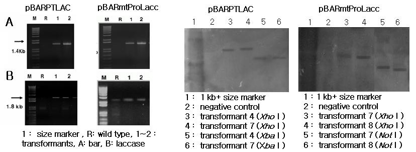 제 3 장백색부후균의리그닌분해효소유전자발현조절 된것이확인되었고 Southern blot analysis 에서도유전자삽입확인하였다 ( 그림 3-52).