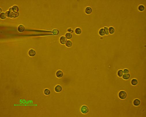 한국산학기술학회논문지제 12 권제 6 호, 2011 (bath) 용액은 150 mm KCl, 1 mm MgCl 2, 10 mm HEPES, 5 mm EGTA 로구성하였고, ph는 7.2로적정하여사용하였다.