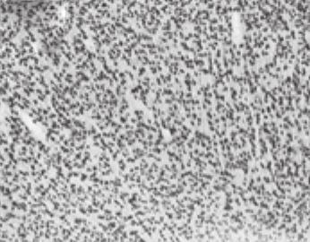 (B) Exercise significantly increased NeuN-positive cells in the mortor cortex. Values are mean ± SE (#p <.