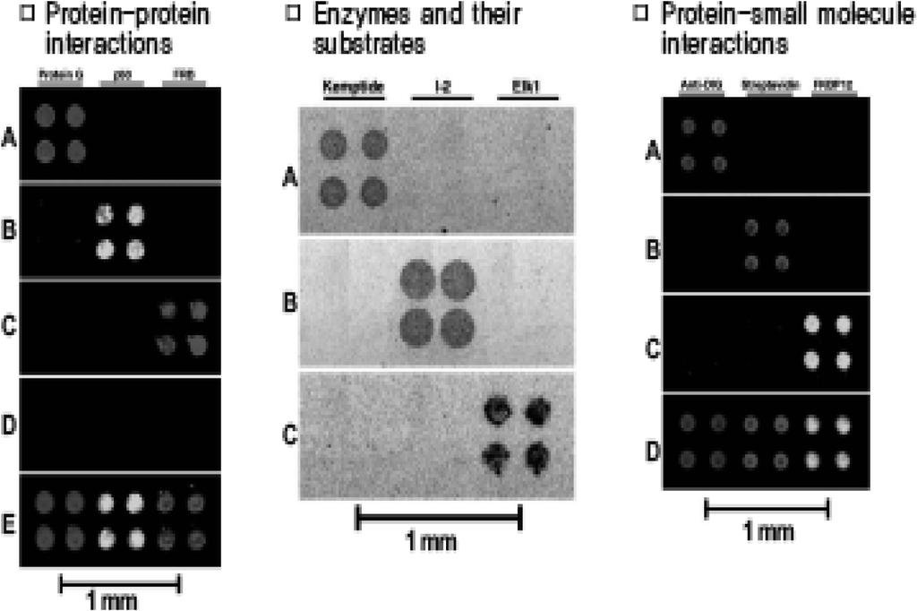 분야의 최근 연구동향 3 Bio-MEMS Fig. 3. Fig. 4. The first study of protein chips. Fig. 5. Zyomix biochip. reiber 연구팀이었다(macbeath & schreiber, science, 2000).