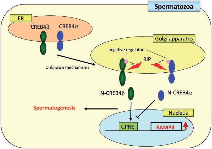 Hepcidine, which is a peptide hormone that is secreted by the liver, and controls body iron homeostasis, is also induced by CREBH after proinflammatory stimuli or ER stress [2].