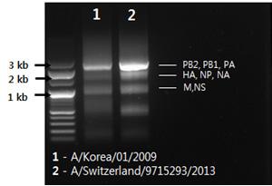 주간건강과질병 제 11 권제 16 호 Table 1. Primers used for multi-segment RT-PCR[7] Primers Sequence (5 3 ) Uni12/Inf-1 Uni12/Inf-3 Uni13/Inf-1 GGGGGGAGCAAAAGCAGG GGGGGGAGCGAAAGCAGG CGGGTTATTAGTAGAAACAAGG Ref.