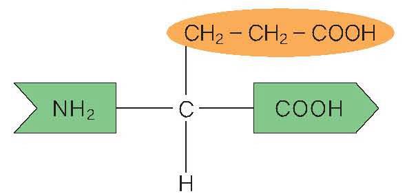 글루타민산 (R=CH2-CH2-COOH) 알라닌 (R=CH3)