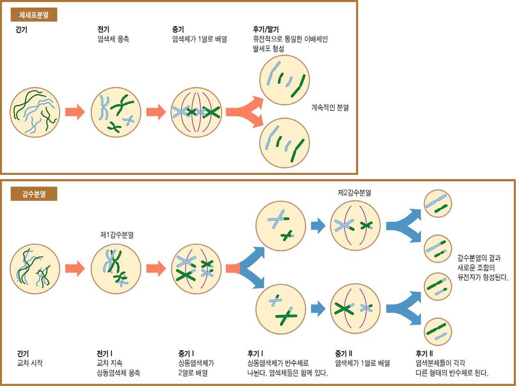 진핵세포의분열