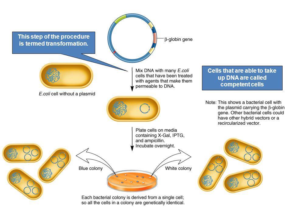 조건적호기성 - DNA를세균접합, 형질도입, 변형을통해전달.