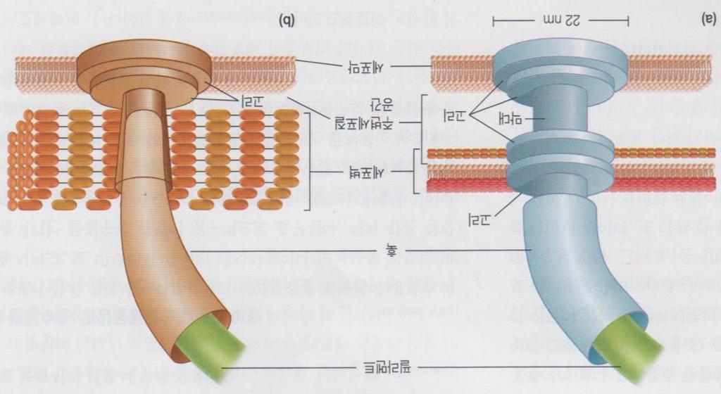 세포의편모 (flagella) 기저체 (basal body) 의세부구조와세포벽에서의위치