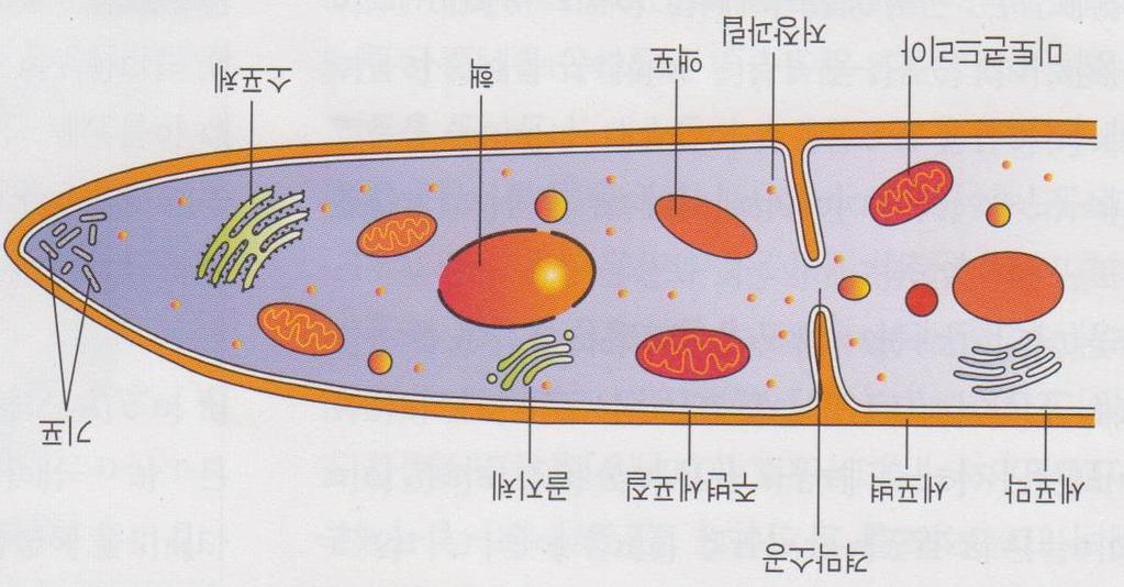 1-2 균류 진핵세포미생물그룹을포함 편성화학종속영양균 세포벽 : 89-90% 가다당류, 지질과단백질성분포함.