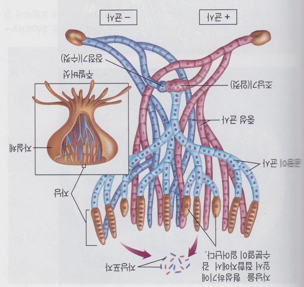 1-2 균류 주발버섯 (cup