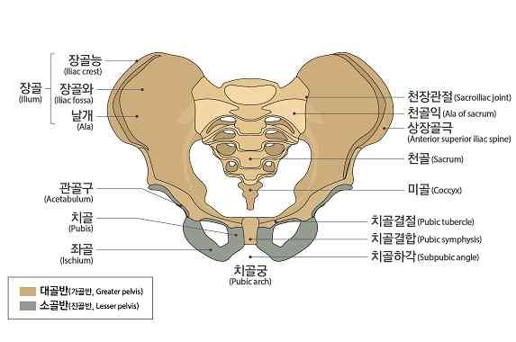 골반뼈 장해의분류