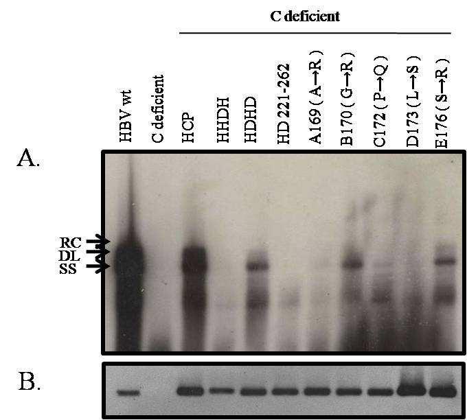 Fig. 4. HBV replication by Chimeric core protein. (A) Southern blot analysis to detect HBV DNA replication.