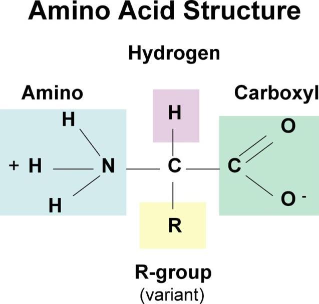 아미노산과단백질 아미노산 (amino acid) -