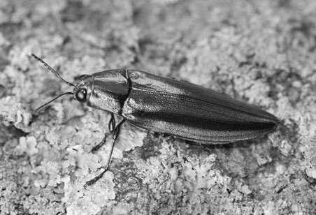 우리나라의곤충분류학역사 백 (1976): 朝鮮王朝實錄에나타난蝗害資料 - 우리나라곤충의초기기록에관한자세한자료들을소개 白과白 (1977): 삼국사기 (37 건 ), 고려사 (49 건 ) 의해충발생기록보고 삼국사기에신라남해왕 15 년 (AD 18 년 ) - 비단벌레 (Chrysochroa fulgidissima; metallic-colored buprestid