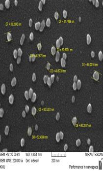 SEM a) No b) 1 h c) 2 h PAA Dose AgNO 3 Concentration Particle Size Dispersion Characteristics Fig. 1. Diagram of examination procedure.