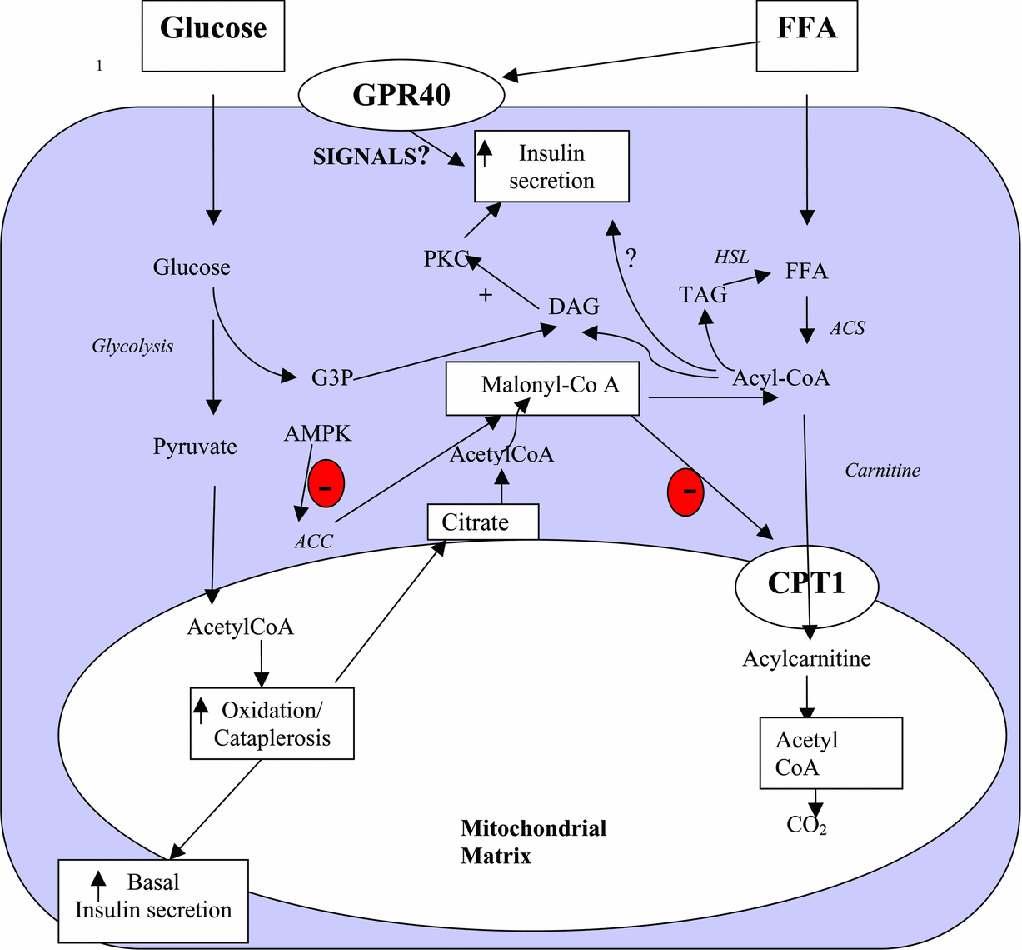 Fig. 3. Fatty acid metabolism in the pancreatic beta-cell Fatty acids are ' activated' on the β-cell to become acyl-coa.