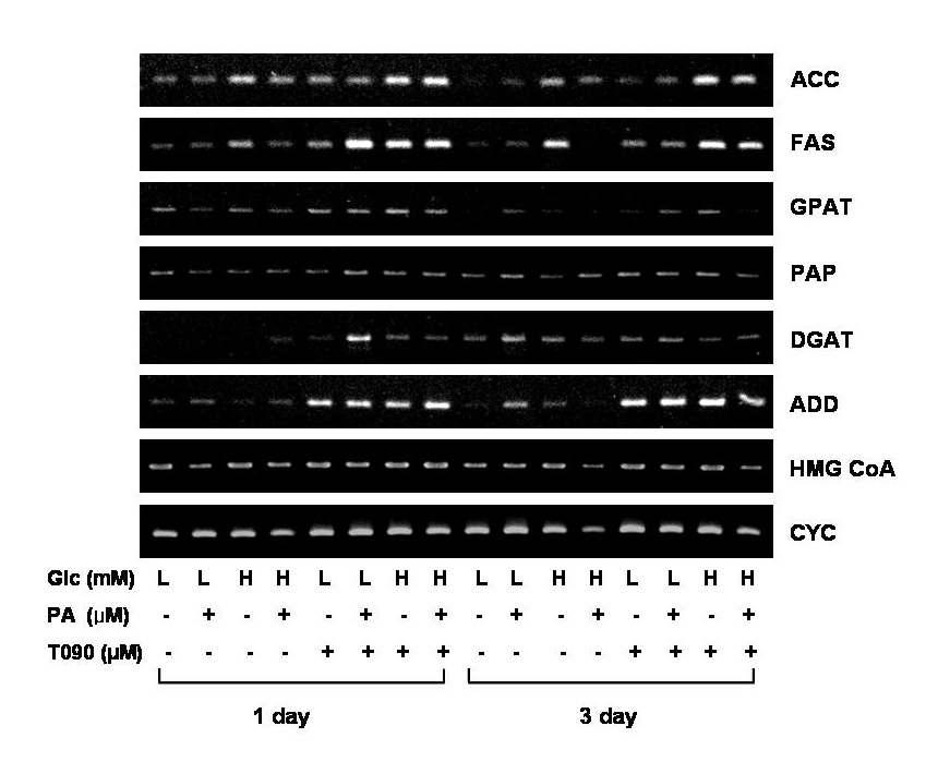 Fig. 11. T0901317 regulate lipid synthesis related gene expression.