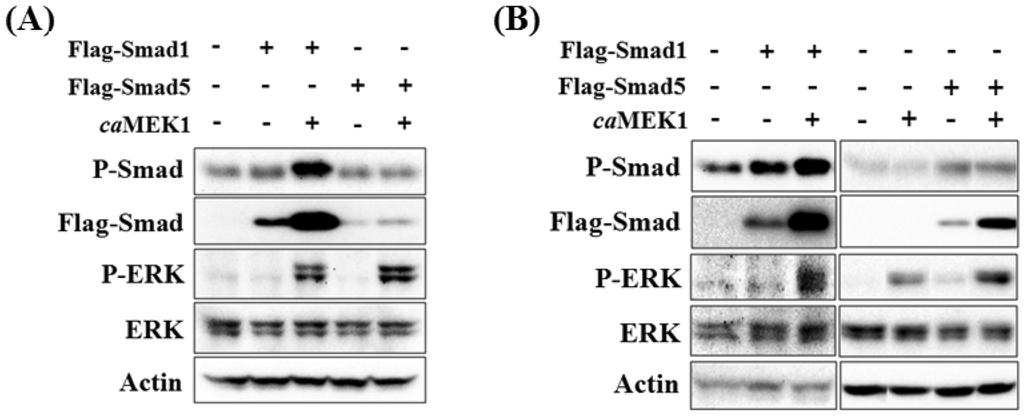 R-Smads are not necessary for BMP2-induced MAPKs activation 119 Fig. 3. Activation of Smad1 or Smad5 does not induce ERK activation.
