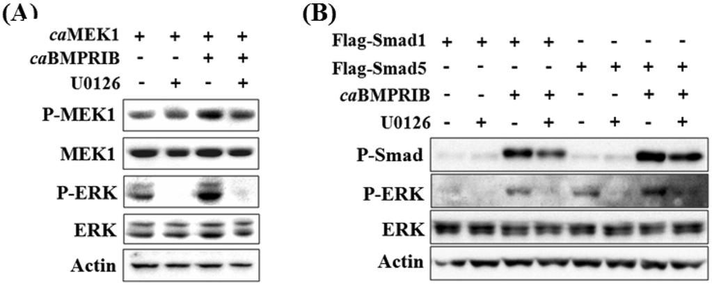 After recovery, cells were incubated in the serum-free medium (A) or 10% FBS containing medium (B) for 24 hours. Then cell lysates were prepared and Western blot analysis was performed.