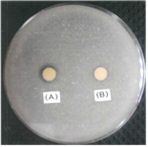 전통김치로부터 Probiotic 유산균의분리및우유발효특성 Fig. 3. Clear zone formation by L. plantarum KC23 (A) and L. acidophilus CSLA (B) on MRS agar plate with 2% skim milk powder fermentation for 48 hr. 6. 분리균주의생육특성분리균주 L.