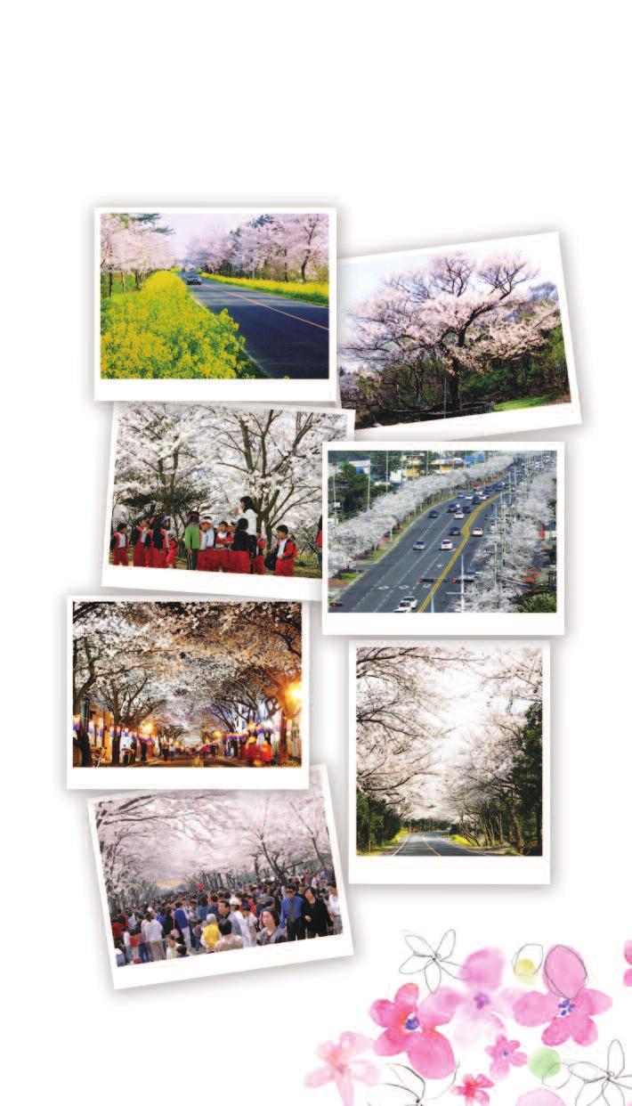 제주시 7 대왕벚꽃명소 The 22th Jeju Cherry Blossom Festival 오라골프장왕벚꽃