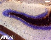 C: Comparison of the relative funct- ional activity of caspase-3 between