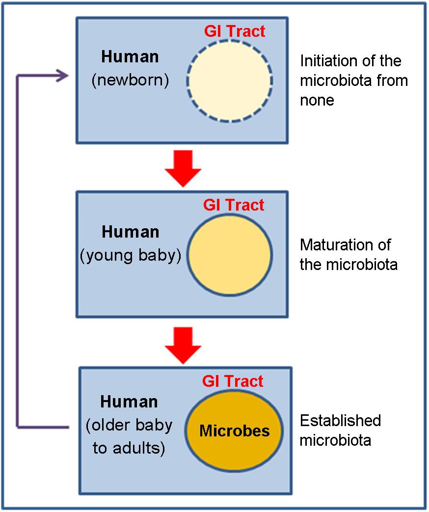 102 Heenam Stanley Kim Figure 1. The human-microbe symbiotic cycle in the gastrointestinal (GI) tract.