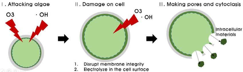 염소의남조류세포파괴기작 그림 43. 오존의남조류세포파괴기작 먼저염소는남조류세포내부로침투함. 침투한염소는세포내부에서부터염소화와분해를일으키고, 최종적으로 apoptosis가일어나세포내유기물질이수계로흘러들어가게되어 2차오염을일으킴 (Xuexiang et al., 2016).